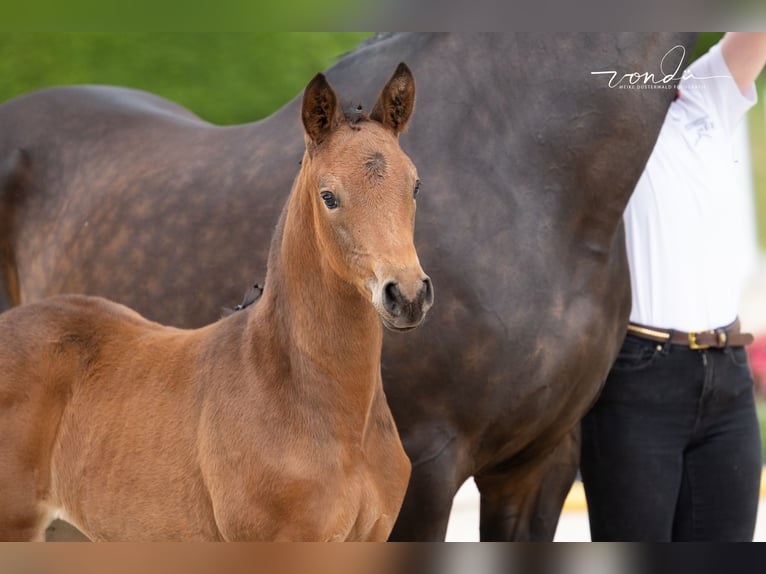 Trakehner Merrie Veulen (05/2026) Bruin in Wolfhagen