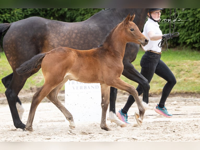 Trakehner Merrie Veulen (05/2026) Bruin in Wolfhagen