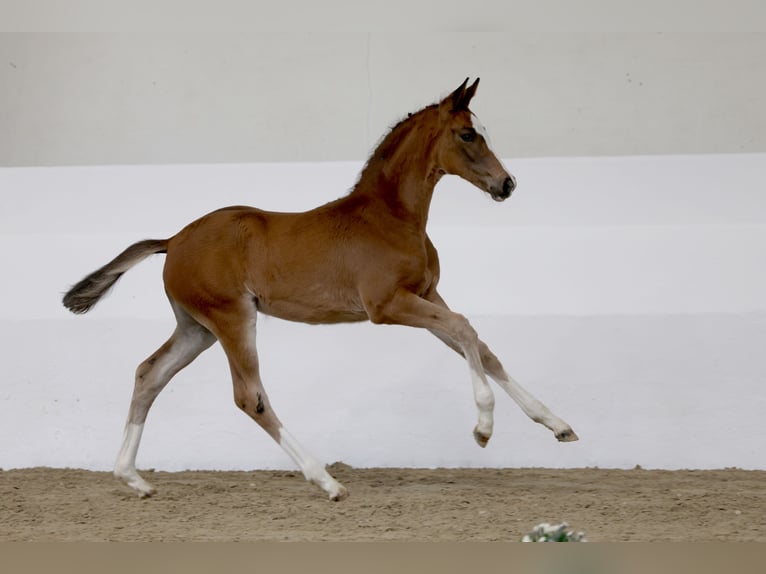 Trakehner Merrie Veulen (04/2026) Bruin in Issum