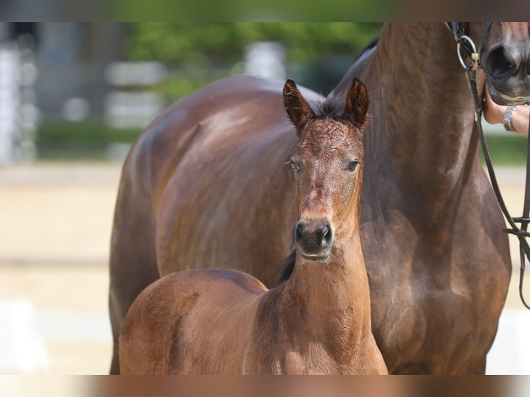 Trakehner Merrie Veulen (05/2026) Bruin in Senden