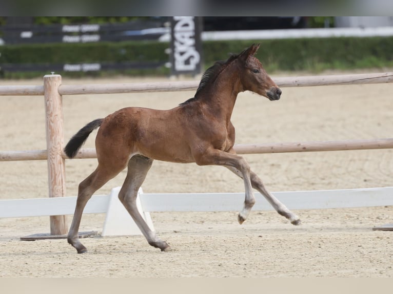 Trakehner Merrie Veulen (05/2026) Bruin in Senden