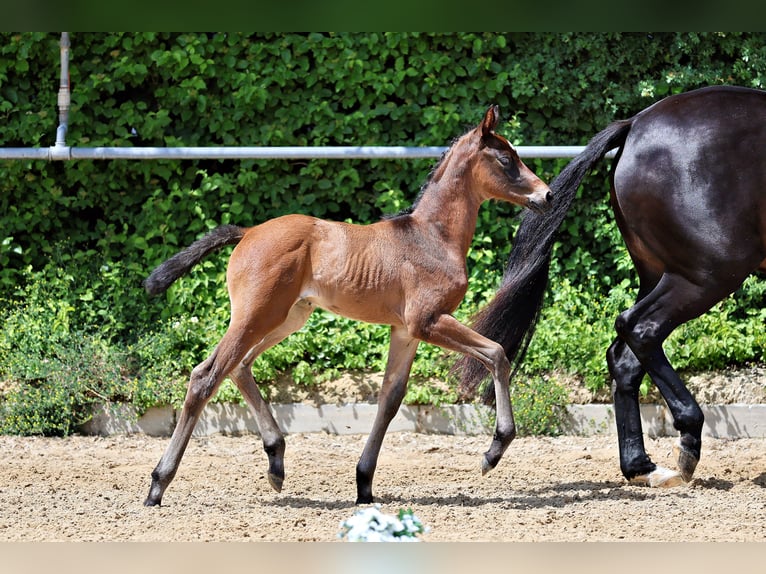 Trakehner Merrie Veulen (05/2026) Bruin in Wessobrunn