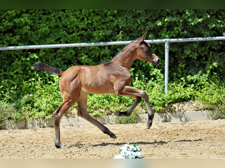 Trakehner Merrie Veulen (05/2026) Bruin in Wessobrunn
