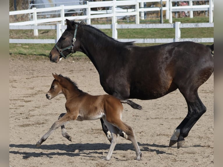 Trakehner Merrie Veulen (03/2026) Bruin in Bad Oldesloe