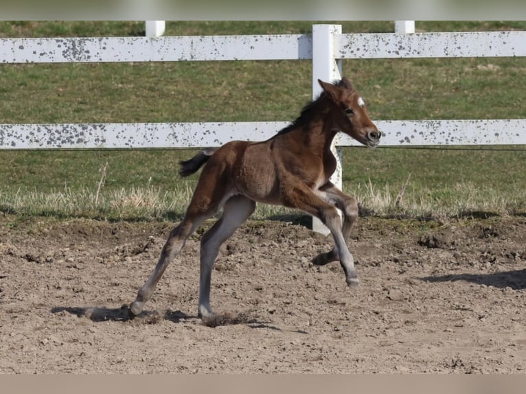 Trakehner Merrie Veulen (03/2026) Bruin in Bad Oldesloe