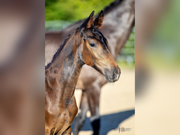 Trakehner Merrie veulen (05/2024) Donkerbruin in Allmannshofen