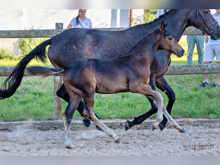 Trakehner Merrie veulen (05/2024) Donkerbruin in Allmannshofen