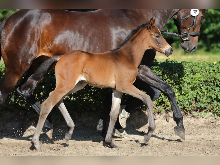 Trakehner Merrie Veulen (06/2026) Donkerbruin in Wagenfeld