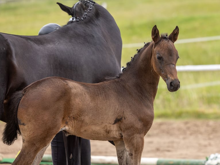 Trakehner Merrie Veulen (04/2026) Donkerbruin in Grambow