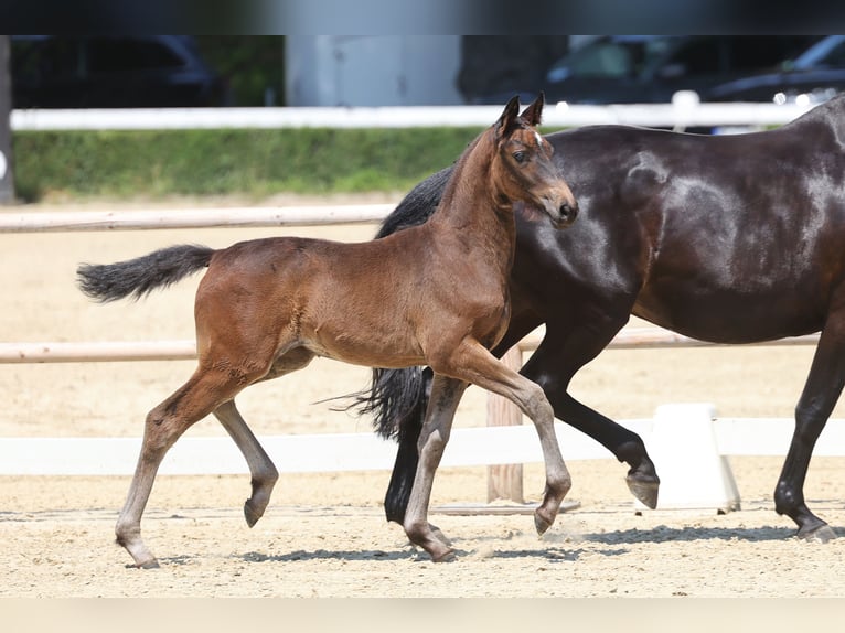 Trakehner Merrie Veulen (04/2026) Donkerbruin in Hamm