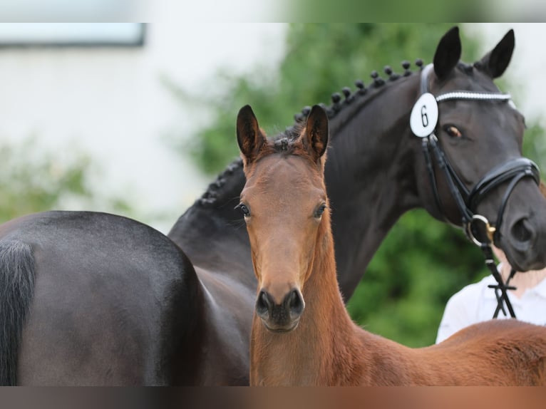 Trakehner Merrie veulen (02/2024) Donkerbruin in Xanten