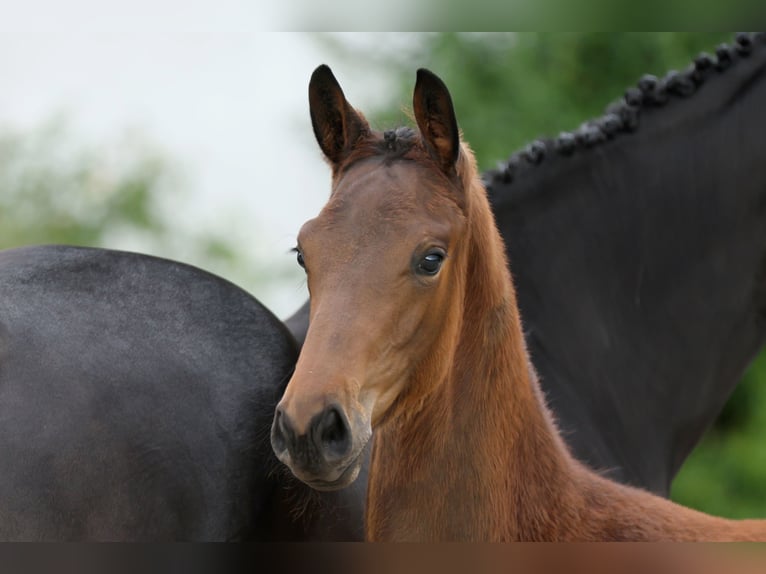 Trakehner Merrie veulen (02/2024) Donkerbruin in Xanten