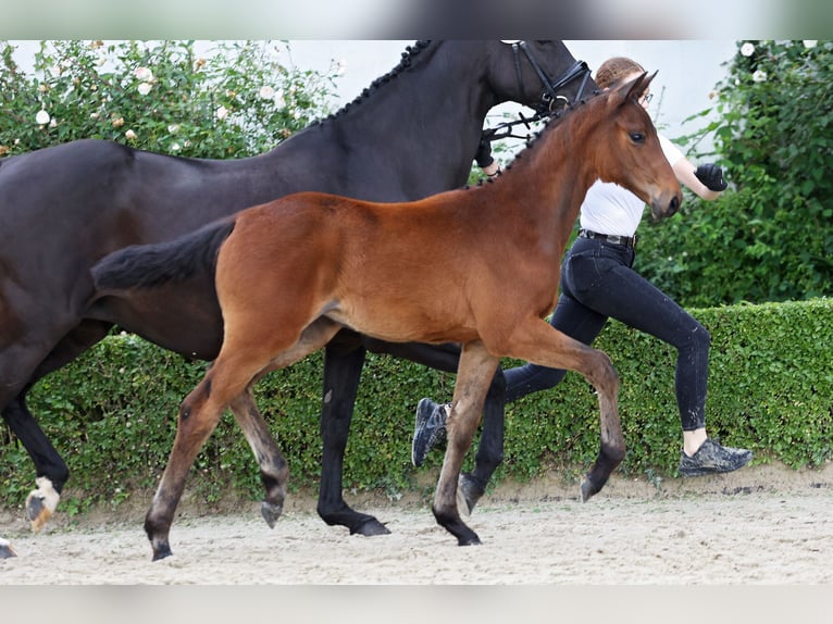 Trakehner Merrie veulen (02/2024) Donkerbruin in Xanten