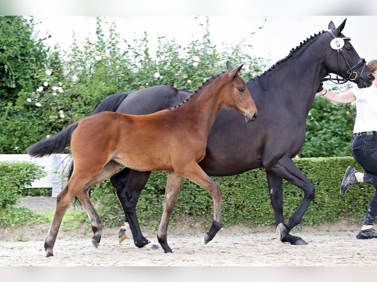 Trakehner Merrie veulen (02/2024) Donkerbruin in Xanten