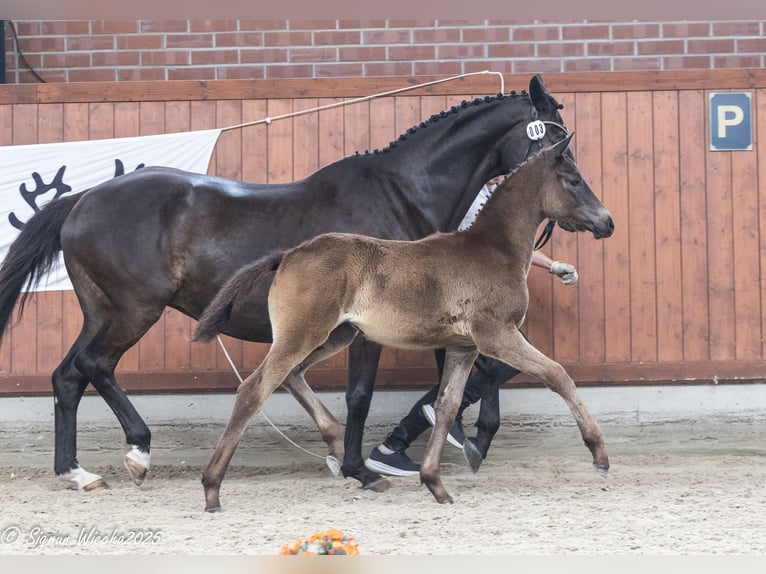 Trakehner Merrie Veulen (03/2025) Donkerbruin in Westerstede