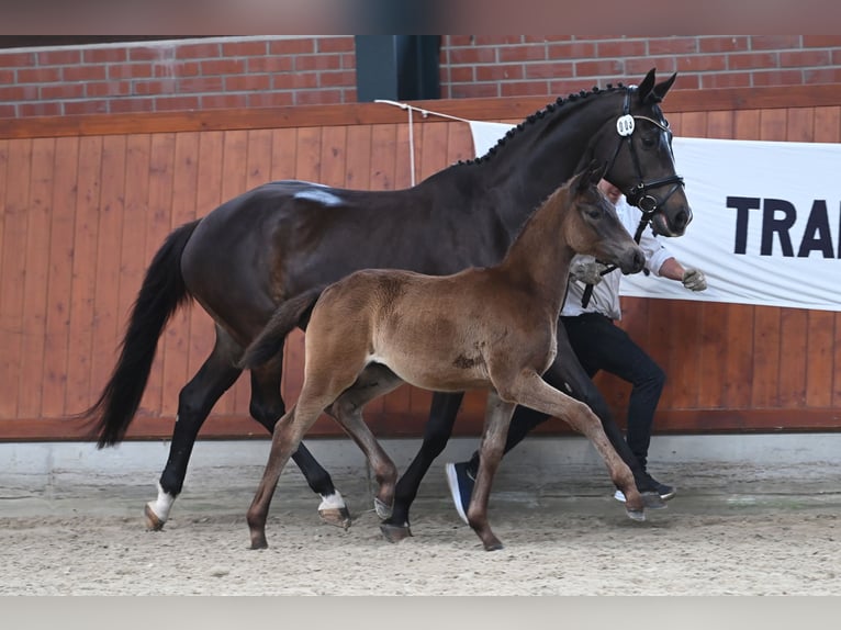 Trakehner Merrie Veulen (03/2025) Donkerbruin in Westerstede