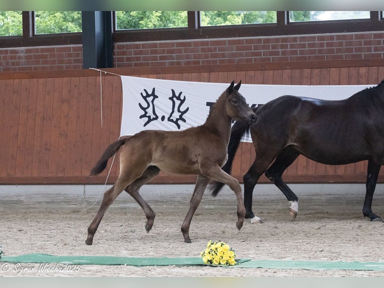 Trakehner Merrie Veulen (03/2025) Donkerbruin in Westerstede