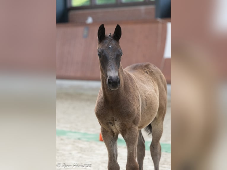 Trakehner Merrie Veulen (03/2025) Donkerbruin in Westerstede