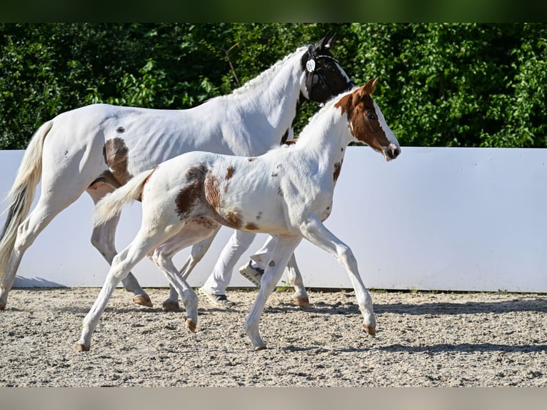 Trakehner Merrie Veulen (02/2026) Gevlekt-paard in Abtsgmünd