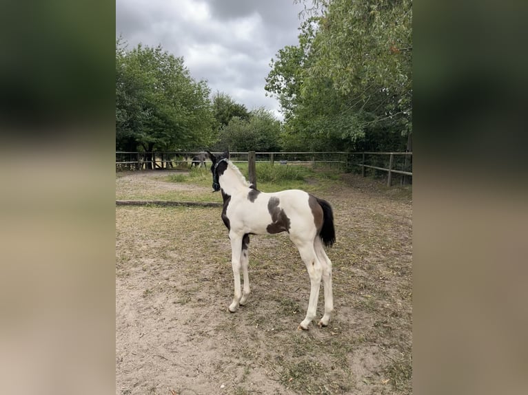 Trakehner Merrie veulen (06/2024) Gevlekt-paard in Oschatz