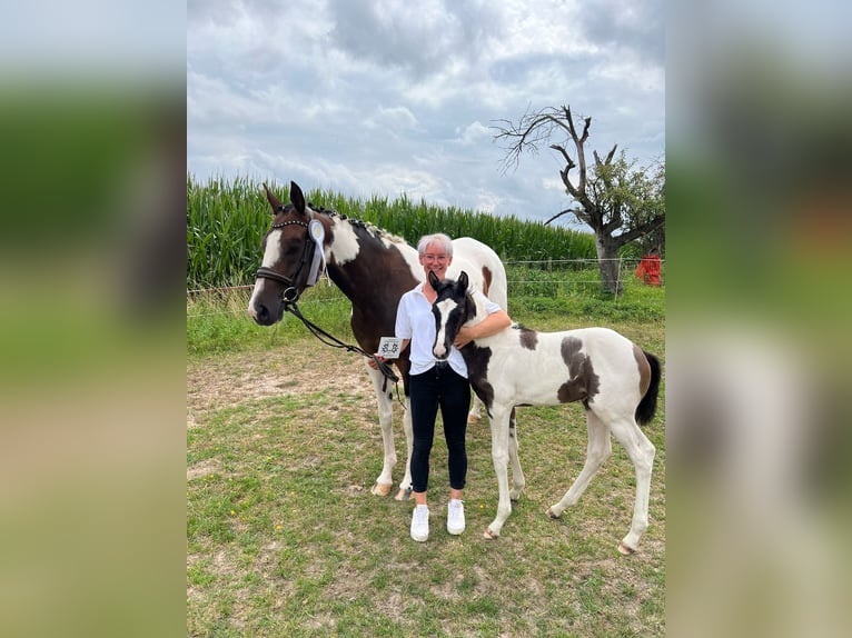 Trakehner Merrie veulen (06/2024) Gevlekt-paard in Oschatz