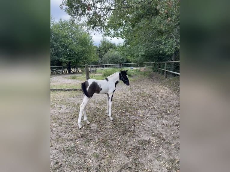 Trakehner Merrie veulen (06/2024) Gevlekt-paard in Oschatz