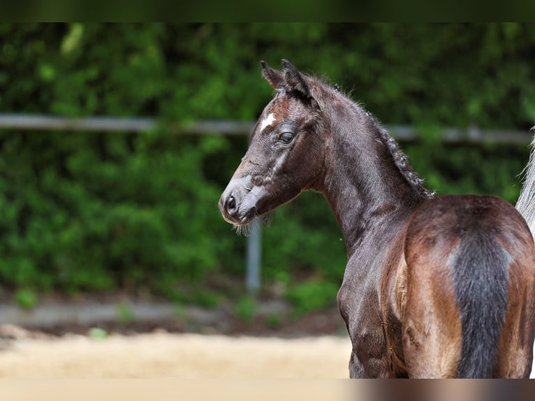Trakehner Merrie Veulen (04/2026) kan schimmel zijn in Wessobrunn