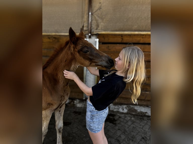 Trakehner Merrie Veulen (03/2026) Vos in Schackensleben