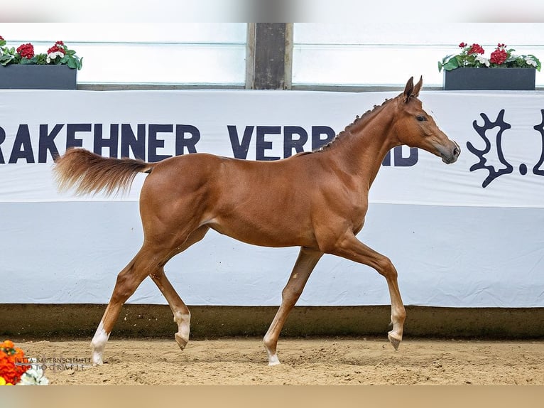 Trakehner Merrie veulen (03/2024) Vos in Nellingen