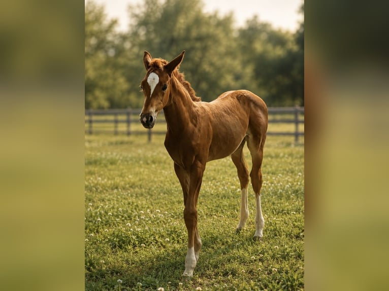 Trakehner Merrie Veulen (06/2026) Vos in Dietersheim
