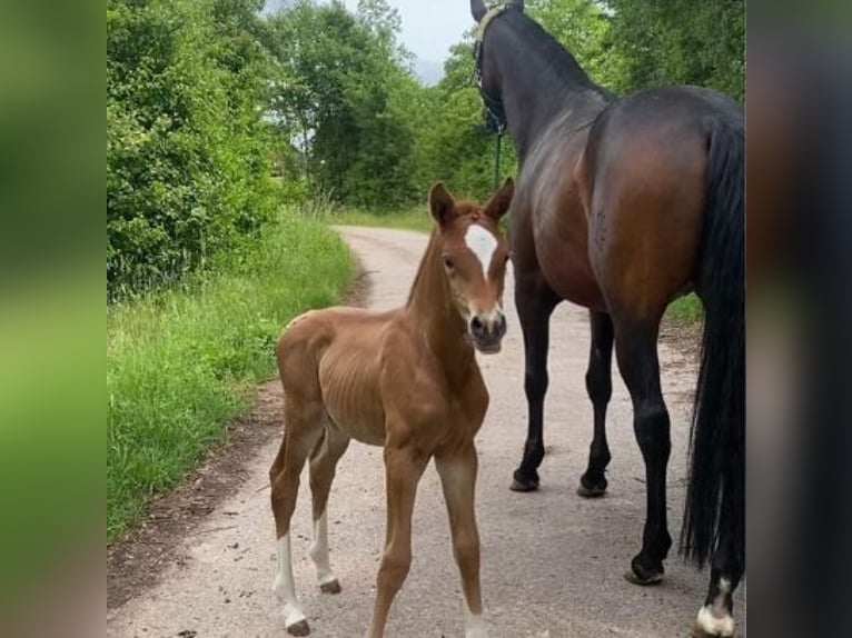Trakehner Merrie Veulen (06/2026) Vos in Dietersheim