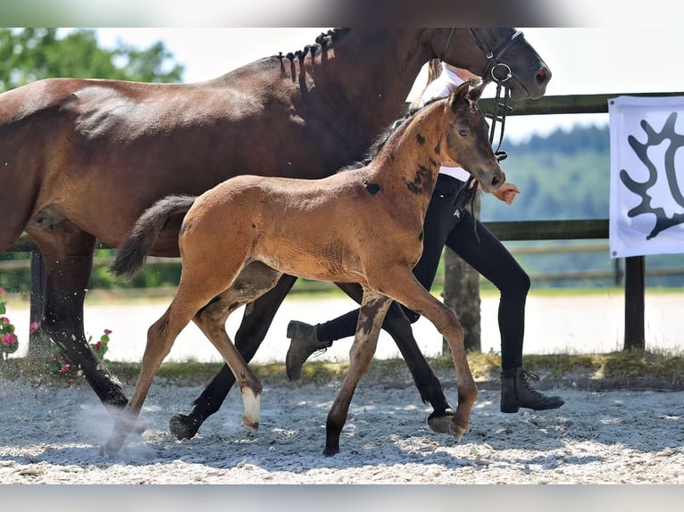 Trakehner Merrie Veulen (05/2026) Zwart in Veitsrodt