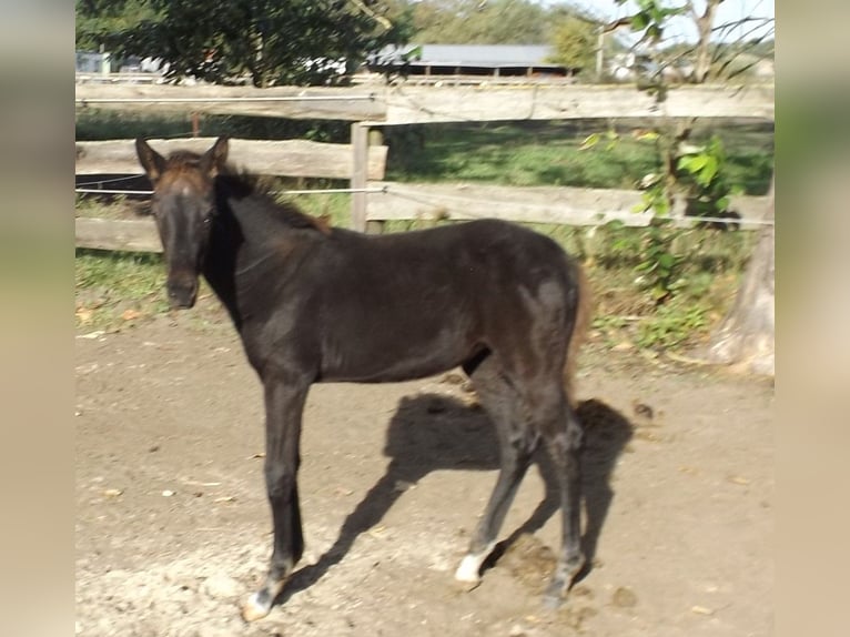 Trakehner Merrie veulen (06/2024) Zwart in Falkensee