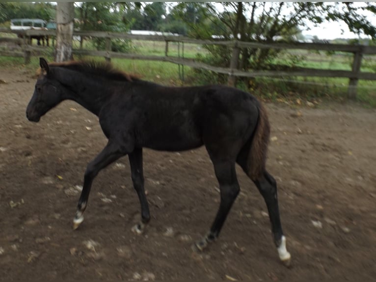 Trakehner Merrie veulen (06/2024) Zwart in Falkensee