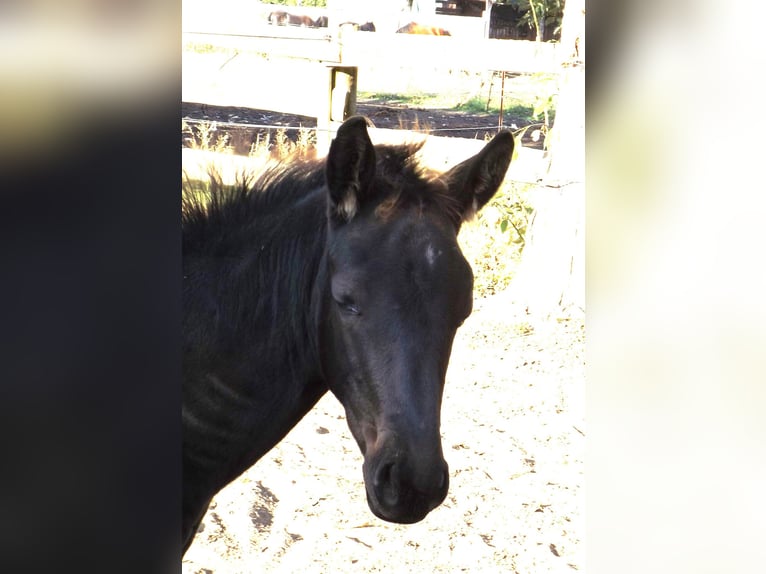 Trakehner Merrie veulen (06/2024) Zwart in Falkensee