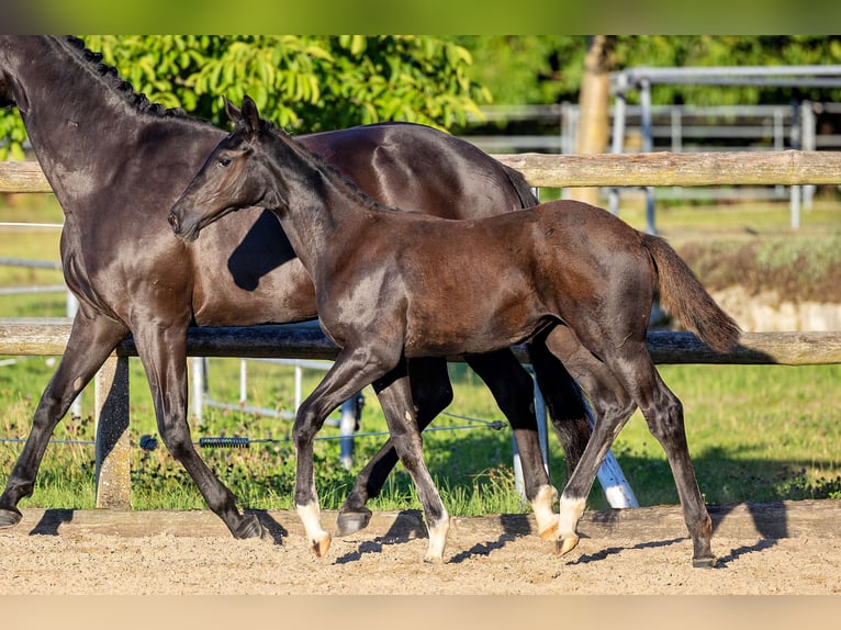 Trakehner Merrie veulen (04/2024) Zwartbruin in Allmannshofen