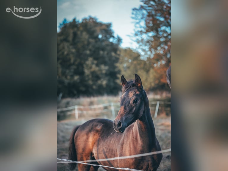 Trakehner Merrie Veulen (06/2026) Zwartbruin in Schotten