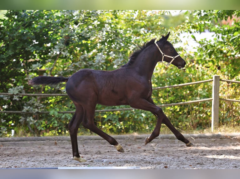 Trakehner Merrie Veulen (06/2025) Zwartbruin in Huizen