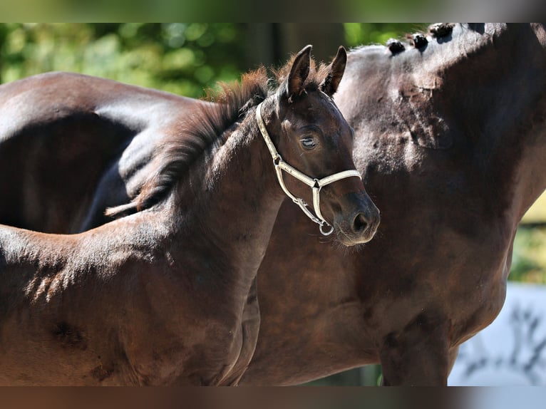 Trakehner Merrie Veulen (06/2025) Zwartbruin in Huizen