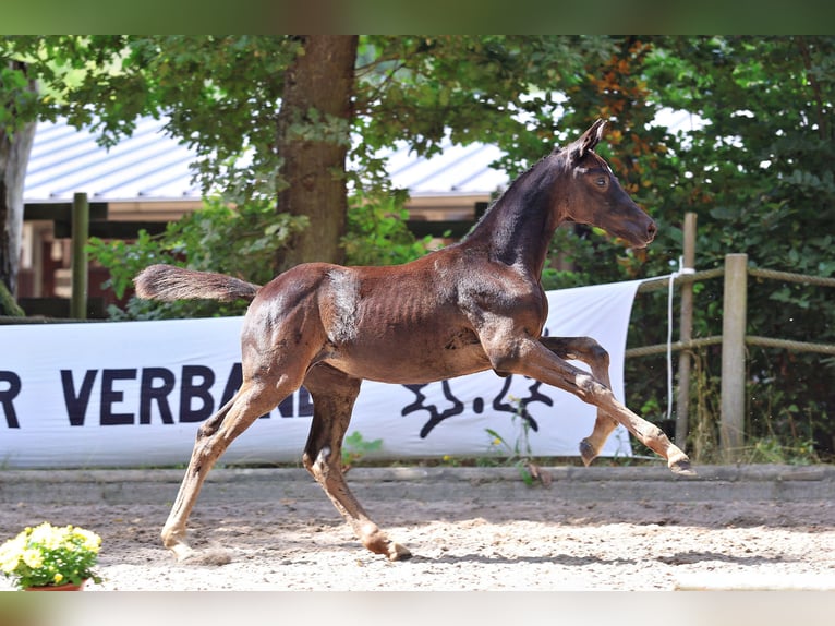 Trakehner Merrie Veulen (01/2025) Zwartbruin in Wickede