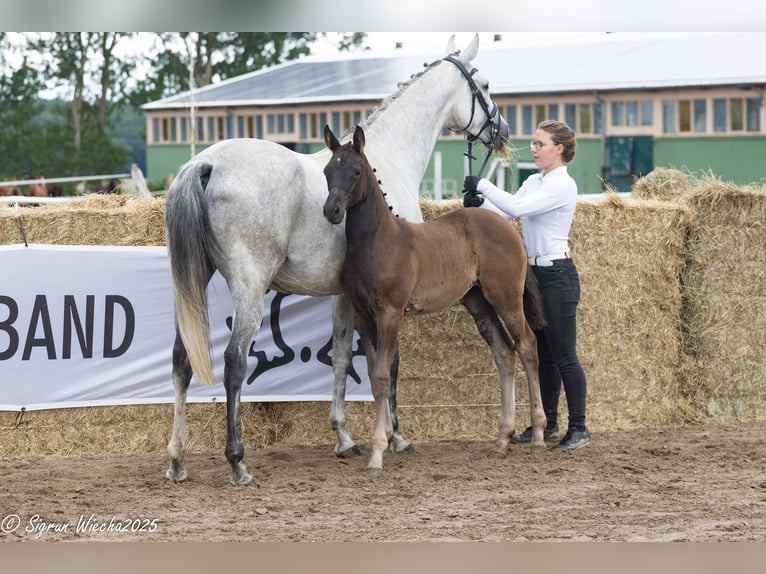 Trakehner Merrie Veulen (04/2025) Zwartbruin in Grevesm&#xFC;hlen