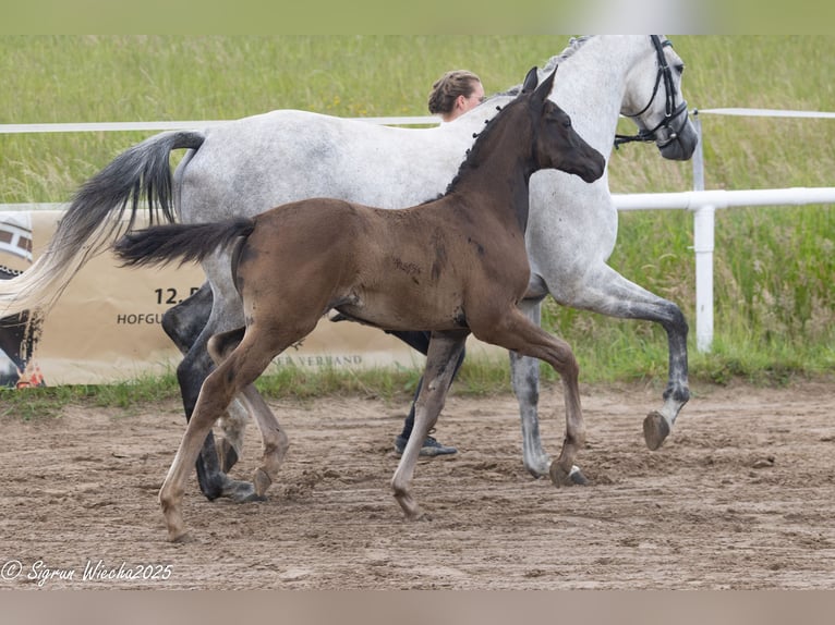 Trakehner Merrie Veulen (04/2025) Zwartbruin in Grevesm&#xFC;hlen