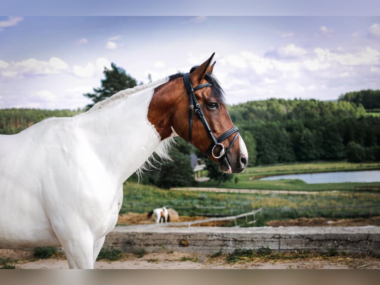 Trakehner Ruin 10 Jaar 165 cm Gevlekt-paard in Vilnius