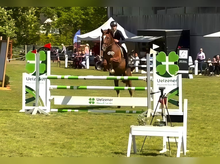 Trakehner Ruin 10 Jaar 166 cm Vos in Wörmlitz