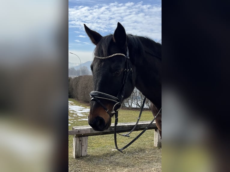 Trakehner Ruin 10 Jaar 167 cm Donkerbruin in Pill