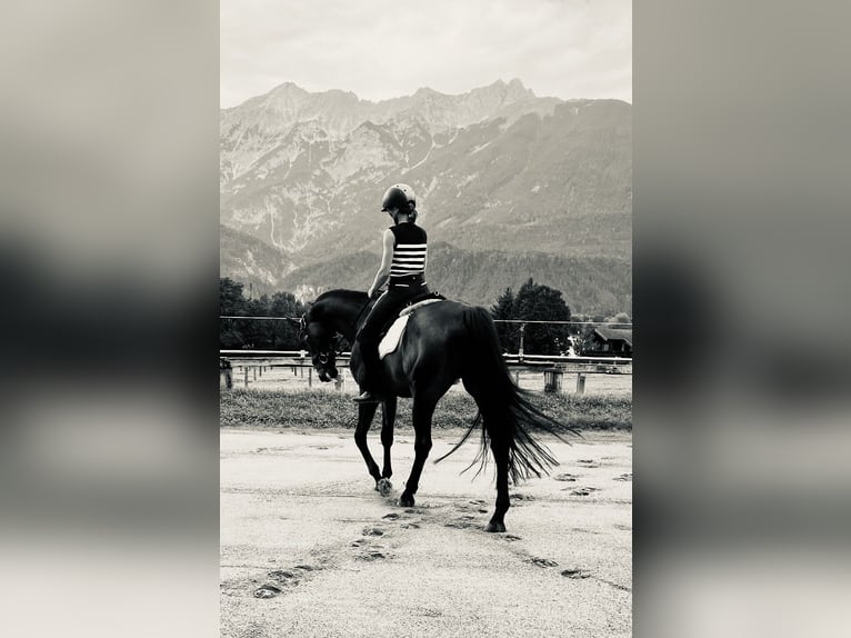 Trakehner Ruin 10 Jaar 167 cm Donkerbruin in Pill