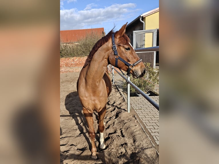 Trakehner Ruin 10 Jaar 167 cm Vos in Wörmlitz