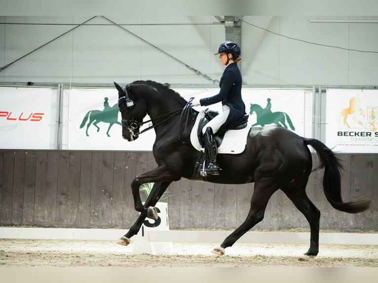 Trakehner Ruin 10 Jaar 167 cm Zwart in Puszcza Maria&#x144;ska