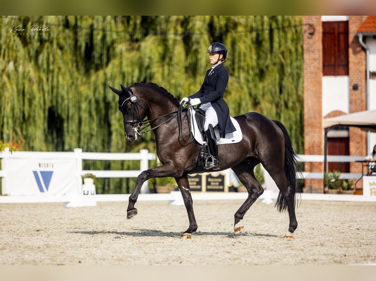 Trakehner Ruin 10 Jaar 167 cm Zwart in Puszcza Maria&#x144;ska