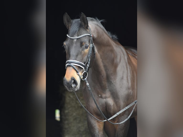 Trakehner Ruin 10 Jaar 168 cm Zwartbruin in Herbstein